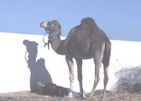 Le dromadaire Châambi (Tunisie). © B. Faye