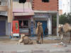 Une boucherie de viande cameline à Médenine: les chamelons en attente de l'abattage (11/07/2014 pendant le mois du ramadan) © Alicia Refik-Concina
