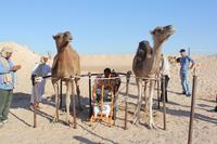 Promotion des systèmes camelins innovants et des filières locales, Tunisie - Sep 2013