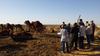 Préparation des enquêtes ménages et démographie des troupeaux camelins à Médenine (Tunisie). © Cirad